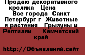 Продаю декоративного кролика › Цена ­ 500 - Все города, Санкт-Петербург г. Животные и растения » Грызуны и Рептилии   . Камчатский край